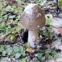 Unidentified Cap on a stem; gills below cap [mushrooms or mushroom-like] at Nambucca Heads, NSW - 29 May 2022 by trevorpreston