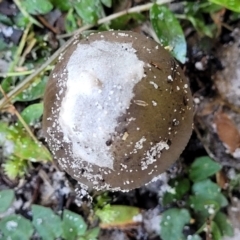 Amanita sp. at Nambucca Heads, NSW - 29 May 2022 10:17 AM