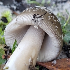 Amanita sp. at Nambucca Heads, NSW - 29 May 2022 10:17 AM