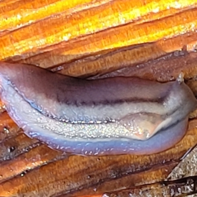Triboniophorus graeffei (Red Triangle Slug) at Nambucca Heads, NSW - 29 May 2022 by trevorpreston