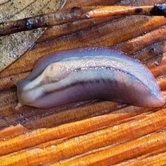 Triboniophorus graeffei at Nambucca Heads, NSW - 29 May 2022 10:08 AM