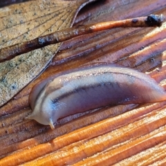 Triboniophorus graeffei at Nambucca Heads, NSW - 29 May 2022