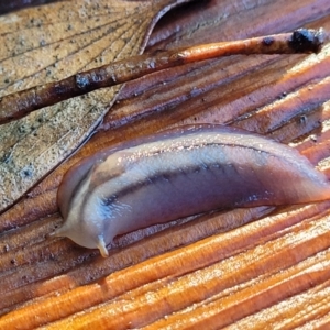 Triboniophorus graeffei at Nambucca Heads, NSW - 29 May 2022 10:08 AM