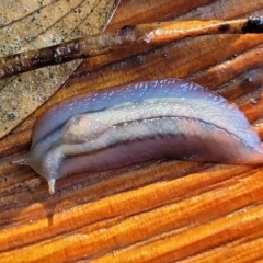 Triboniophorus graeffei at Nambucca Heads, NSW - 29 May 2022