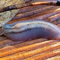 Triboniophorus graeffei at Nambucca Heads, NSW - 29 May 2022