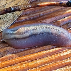 Triboniophorus graeffei at Nambucca Heads, NSW - 29 May 2022 10:08 AM