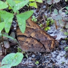 Melanitis leda (Evening Brown) at Nambucca Heads, NSW - 29 May 2022 by trevorpreston