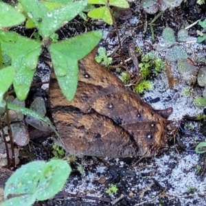 Melanitis leda at Nambucca Heads, NSW - 29 May 2022