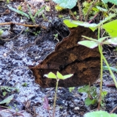 Melanitis leda at Nambucca Heads, NSW - 29 May 2022 10:06 AM