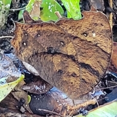 Melanitis leda at Nambucca Heads, NSW - 29 May 2022