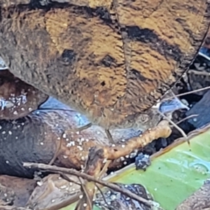 Melanitis leda at Nambucca Heads, NSW - 29 May 2022 10:06 AM