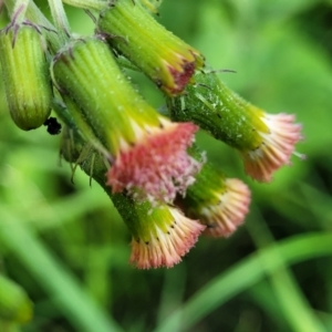 Crassocephalum crepidioides at Nambucca Heads, NSW - 28 May 2022 02:54 PM