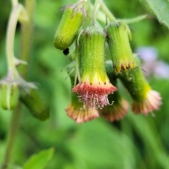 Crassocephalum crepidioides at Nambucca Heads, NSW - 28 May 2022 02:54 PM