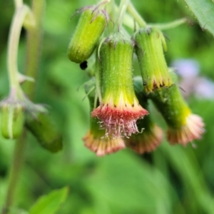 Crassocephalum crepidioides at Nambucca Heads, NSW - 28 May 2022