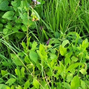 Crassocephalum crepidioides at Nambucca Heads, NSW - 28 May 2022 02:54 PM