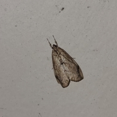 Unidentified Moth (Lepidoptera) (TBC) at Nambucca Heads, NSW - 28 May 2022 by trevorpreston