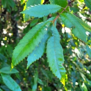 Callicoma serratifolia at Nambucca Heads, NSW - 29 May 2022