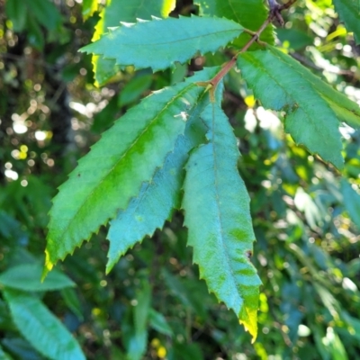 Callicoma serratifolia (Black Wattle, Butterwood, Tdgerruing) at Nambucca Heads, NSW - 29 May 2022 by trevorpreston