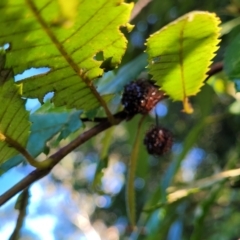Callicoma serratifolia at Nambucca Heads, NSW - 29 May 2022 10:01 AM