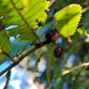 Callicoma serratifolia at Nambucca Heads, NSW - 29 May 2022