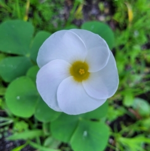 Oxalis purpurea at Nambucca Heads, NSW - 28 May 2022 03:04 PM