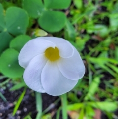 Oxalis purpurea at Nambucca Heads, NSW - 28 May 2022 03:04 PM