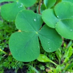 Oxalis purpurea at Nambucca Heads, NSW - 28 May 2022