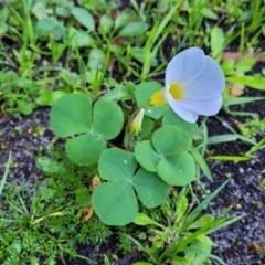 Oxalis purpurea at Nambucca Heads, NSW - 28 May 2022 03:04 PM