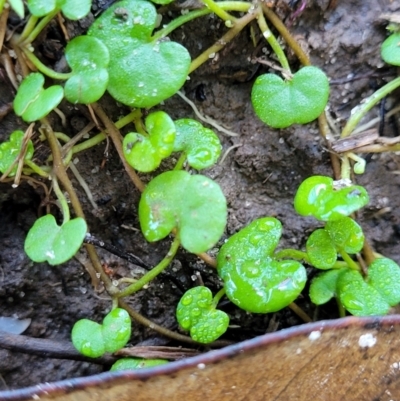 Unidentified Other Wildflower or Herb at Nambucca Heads, NSW - 28 May 2022 by trevorpreston