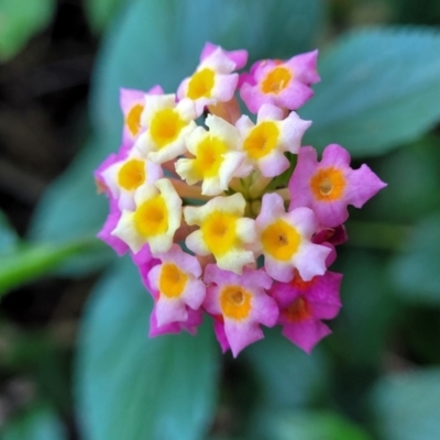 Lantana camara (Lantana) at Nambucca Heads, NSW - 28 May 2022 by trevorpreston