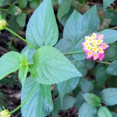 Lantana camara at Nambucca Heads, NSW - 28 May 2022