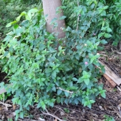 Lantana camara at Nambucca Heads, NSW - 28 May 2022