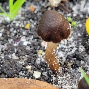 Inocybe sp. at Nambucca Heads, NSW - 28 May 2022 03:05 PM