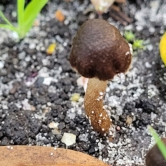 Unidentified Cap on a stem; gills below cap [mushrooms or mushroom-like] at Nambucca Heads, NSW - 28 May 2022 by trevorpreston