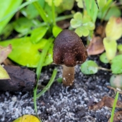 Inocybe sp. at Nambucca Heads, NSW - 28 May 2022