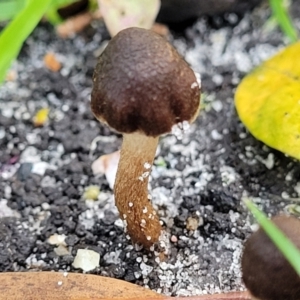 Inocybe sp. at Nambucca Heads, NSW - 28 May 2022 03:05 PM