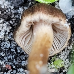 Inocybe sp. at Nambucca Heads, NSW - 28 May 2022