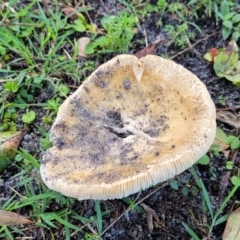 zz agaric (stem; gills white/cream) at Nambucca Heads, NSW - 28 May 2022 by trevorpreston