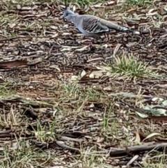 Ocyphaps lophotes (Crested Pigeon) at Watson, ACT - 13 Apr 2022 by abread111