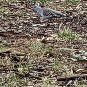 Ocyphaps lophotes at Watson, ACT - 13 Apr 2022