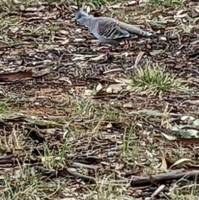 Ocyphaps lophotes (Crested Pigeon) at Watson, ACT - 13 Apr 2022 by abread111