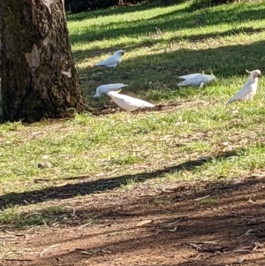 Cacatua galerita at Watson, ACT - 29 May 2022