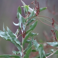 Daviesia latifolia (Hop Bitter-Pea) at Nail Can Hill - 28 May 2022 by KylieWaldon