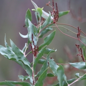 Daviesia latifolia at Albury, NSW - 29 May 2022 09:51 AM