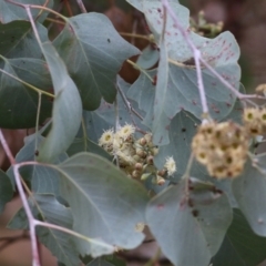 Eucalyptus polyanthemos (Red Box) at Albury, NSW - 29 May 2022 by KylieWaldon