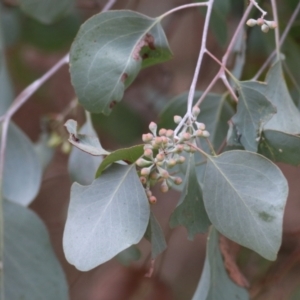 Eucalyptus polyanthemos at Albury, NSW - 29 May 2022 09:54 AM