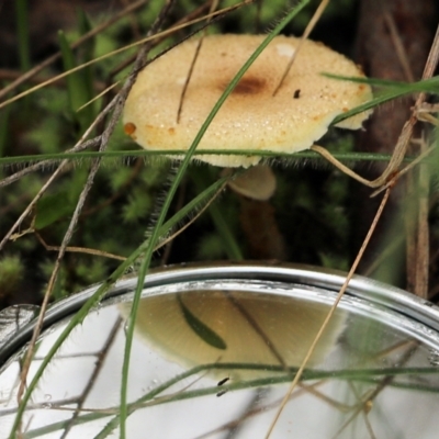 Unidentified Cap on a stem; gills below cap [mushrooms or mushroom-like] at Nail Can Hill - 29 May 2022 by KylieWaldon