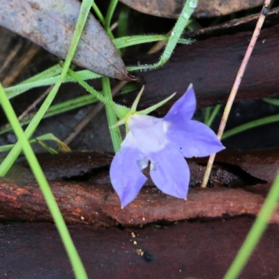 Wahlenbergia stricta subsp. stricta (Tall Bluebell) at Nail Can Hill - 29 May 2022 by KylieWaldon