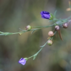 Linum marginale (Native Flax) at Albury, NSW - 29 May 2022 by KylieWaldon