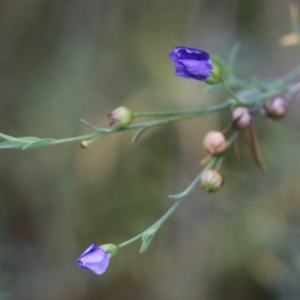 Linum marginale at Albury, NSW - 29 May 2022 10:07 AM